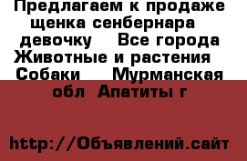 Предлагаем к продаже щенка сенбернара - девочку. - Все города Животные и растения » Собаки   . Мурманская обл.,Апатиты г.